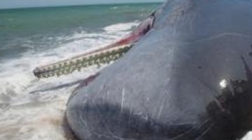 sperm-whale