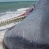 sperm-whale
